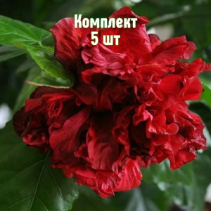 Комплект 5шт / Гибискус махровый Гамбург