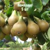 Комплект 5шт / Груша Дагестанская летняя: фото и описание