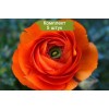 Клубни ранункулюса Оранж (Orenge) -  5 шт.