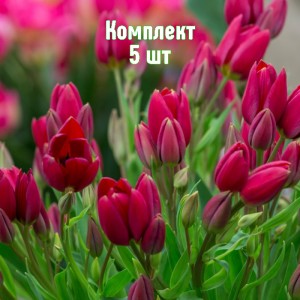 Комплект 5шт / Тюльпан Корендон