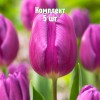 Комплект 5шт / Тюльпан Перпл Флег: фото и описание