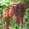 Комплект 5шт / Виноград Ассоль: фото и описание