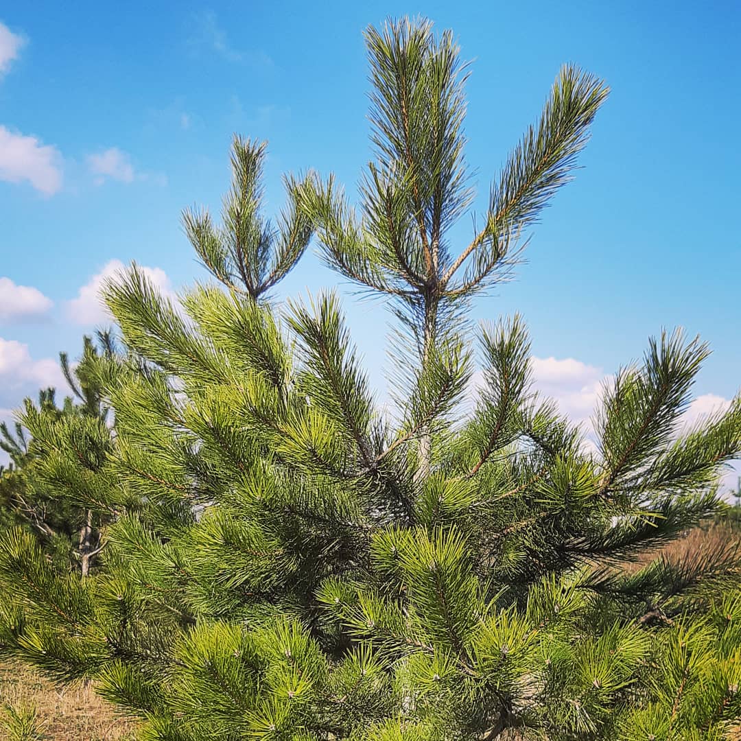 Сосна Крымская (Pinus pallasiana d.don.)